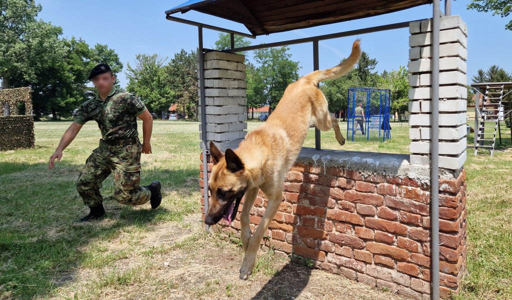 Military working dogs undergo special operations training