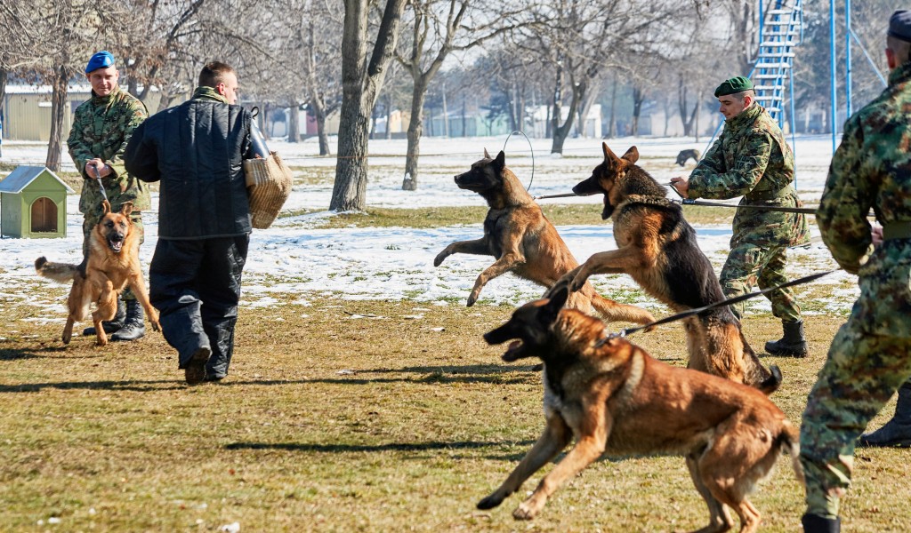 Training handlers working dogs to protect military property