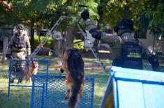 Обука водича и службених паса у јединицама војне полиције