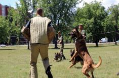 Special Actions Training for Dog Handlers and Service Dogs
