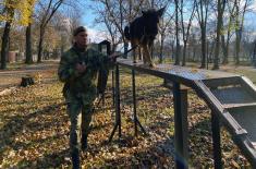 Service Dog Training for Guard Duty