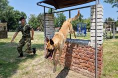 Military working dogs undergo special operations training