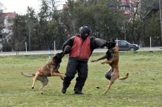 Обука паса за службу у јединицама Војске Србије