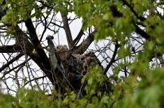 Basic sniper training