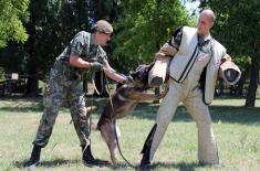 Special Actions Training for Dog Handlers and Service Dogs