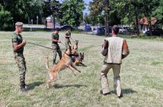 Military working dogs undergo special operations training