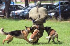 Training for dog handlers and working dogs 