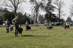 Обука паса за службу у јединицама Војске Србије
