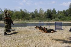 Обука водича и службених паса у јединицама војне полиције