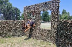 Military working dogs undergo special operations training