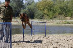 Обука водича и службених паса у јединицама војне полиције