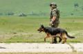 Live Fire Exercise of Special Brigade and Gendarmerie