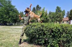 Military working dogs undergo special operations training