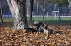 Training for dog handlers and working dogs 