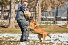Обука водича и службених паса у функцији заштите војне имовине