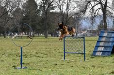 Обука паса за службу у јединицама Војске Србије