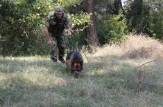 Обука водича и службених паса у јединицама војне полиције