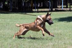 Special Actions Training for Dog Handlers and Service Dogs