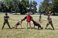 Military working dogs undergo special operations training