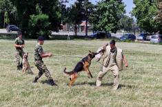 Military working dogs undergo special operations training