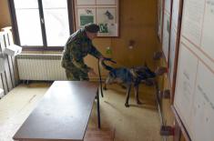 Обука паса за службу у јединицама Војске Србије