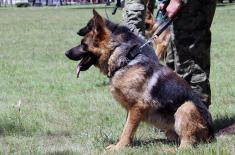 Training for dog handlers and working dogs 
