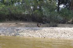 Обука водича и службених паса у јединицама војне полиције