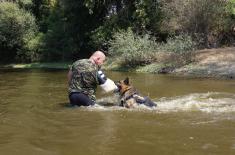 Обука водича и службених паса у јединицама војне полиције