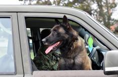 Обука паса за службу у јединицама Војске Србије