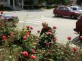 Members of the Serbian Armed Forces in "Spring Cleaning of Serbia" Campaign