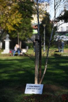 Wood from the roof of the former General Staff building planted in the Manjez park