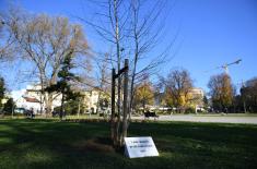 Дрво са крова некадашњег Генералштаба засађено у парку „Мањеж“
