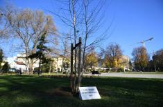 Wood from the roof of the former General Staff building planted in the Manjez park