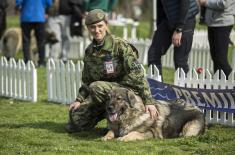Изузетни резултати Центра за обуку паса на државном првенству