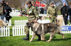 Изузетни резултати Центра за обуку паса на државном првенству