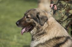 Изузетни резултати Центра за обуку паса на државном првенству