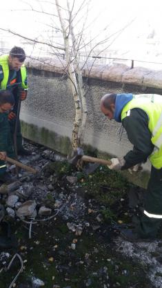 Wood from the roof of the former General Staff building planted in the Manjez park