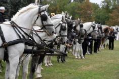 First cups to Karađorđevo horse farm