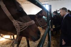 Centenary of "Karađorđevo" stud farm marked