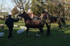 Centenary of "Karađorđevo" stud farm marked