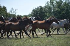 Cavalry tradition returns to the Serbian Armed Forces 