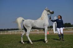 First cups to Karađorđevo horse farm