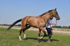 First cups to Karađorđevo horse farm