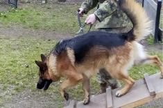 Dog handlers and military working dogs undergo training