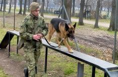 Dog handlers and military working dogs undergo training