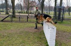 Dog handlers and military working dogs undergo training