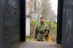Dog handlers and military working dogs undergo training