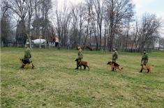 Dog handlers and military working dogs undergo training