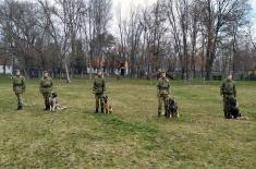 Dog handlers and military working dogs undergo training