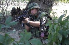 Обука водича и службених паса у јединицама војне полиције